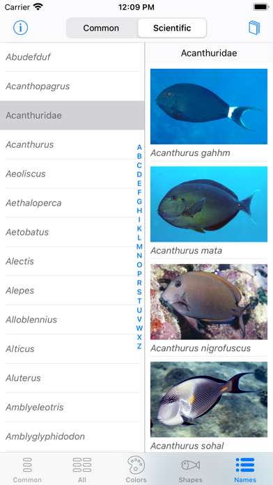 Red Sea Fish ID Screenshot
