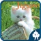 Cats Jigsaw puzzle game about cute cats