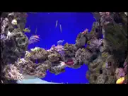 aquarium videos 4k ipad resimleri 2