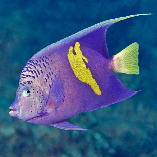 Oman Fish ID Download