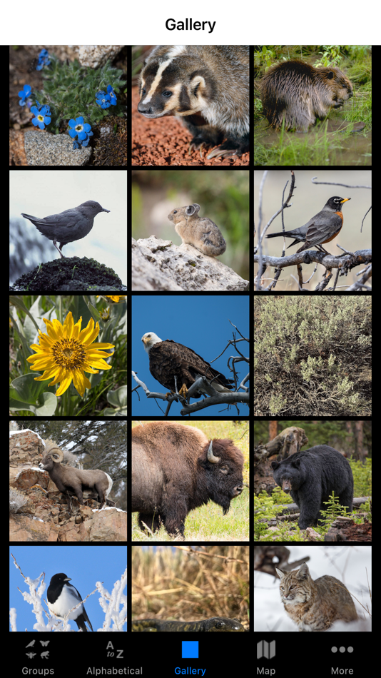 #3. Yellowstone NP Field Guide (iOS) 由: ParksConnect