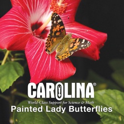 Painted Lady Butterflies Lite