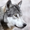Wild Wolf Animals Simulator 3d icon