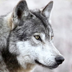 ‎Wild Wolf Animals Simulator 3d