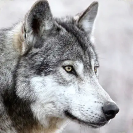 Wild Wolf Animals Simulator 3d Cheats