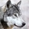 Wild Wolf Animals Simulator 3d takes you on a wild & risky adventure of the wolves