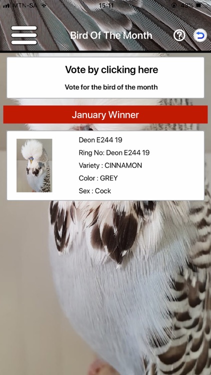 Budgerigar screenshot-5