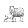 Lambing Planner icon