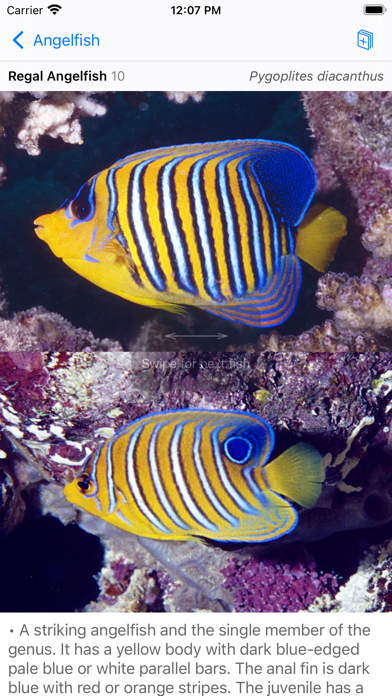 Red Sea Fish IDのおすすめ画像1
