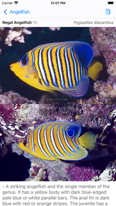 Red Sea Fish ID Screenshot