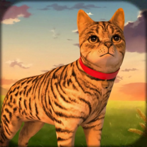 Cat Simulator Life Kitten Game