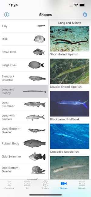 Cornwall med hensyn til energi Red Sea Fish ID on the App Store