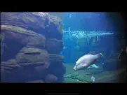 aquarium videos 4k ipad resimleri 4