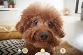 Game screenshot Furbo-Treat Tossing Dog Camera hack