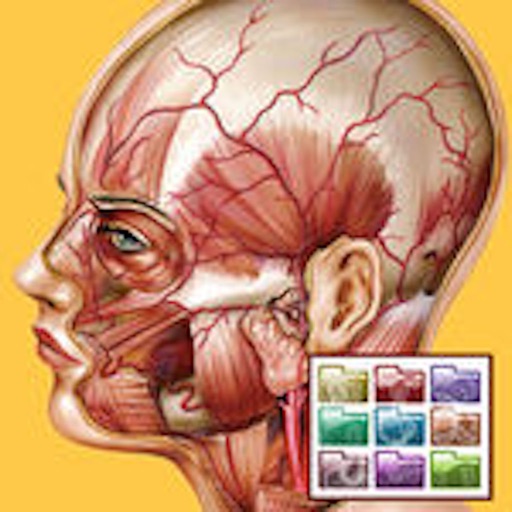 Baixar Atlante di Anatomia-Sezioni