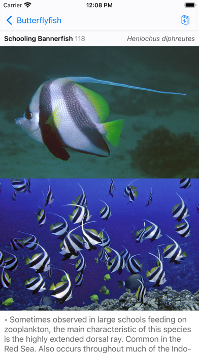 Red Sea Fish ID Screenshot