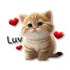 Cute Brown Tabby Cat Stickers App Positive Reviews