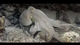 Game screenshot Wonders Of The Sea hack