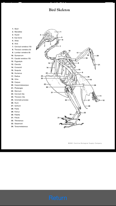 Owl Pellet Activities Screenshot