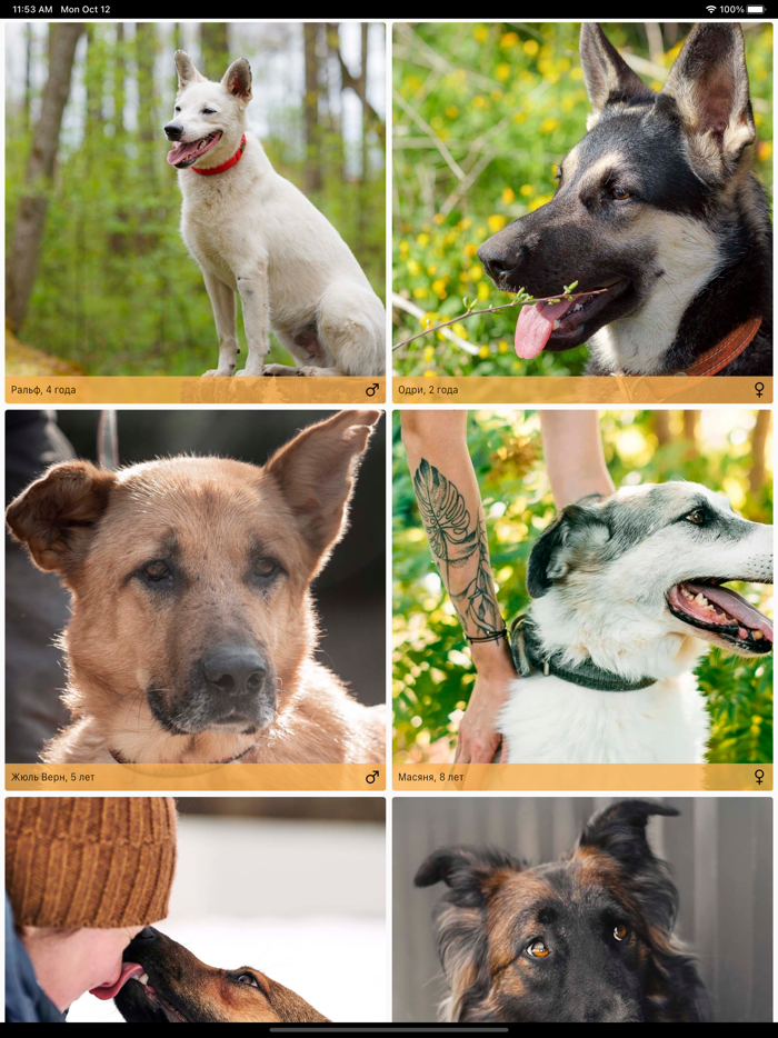 Goodog взять питомца из приюта