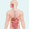 Learn Digestive System icon