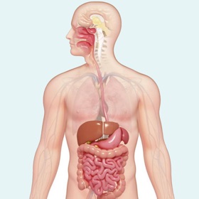 스크린샷 (10) Learn Digestive System