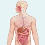 Learn Digestive System app download