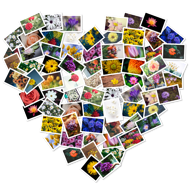 FigrCollage 2 Home Edition icon