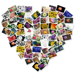 FigrCollage 2 Home Edition app icon