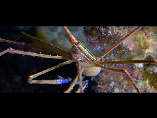 Wonders Of The Sea iPad screenshot