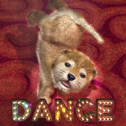 Animal Dance puppies