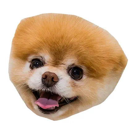 Pom Dog's Head Cheats