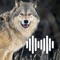 Wolf hunting calls is an app with a variety of high quality wolf calls