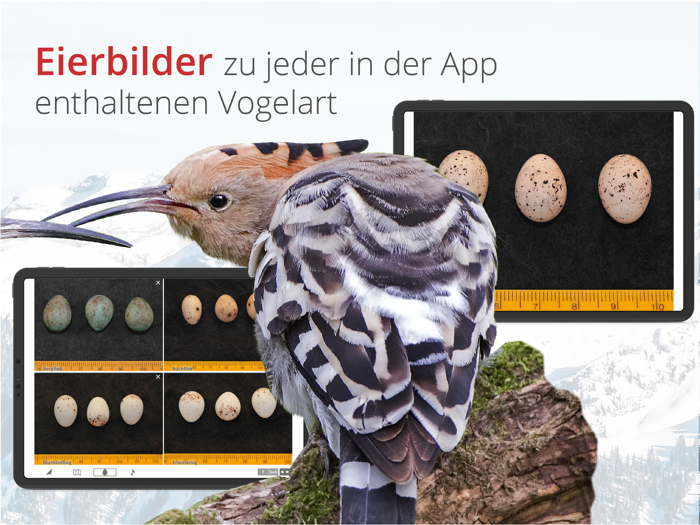 Vogelführer Birdlife Schweiz