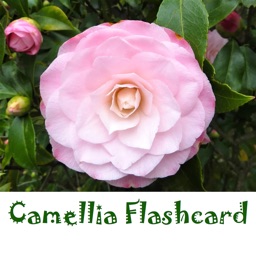 CamelliaFlashcard