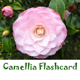 CamelliaFlashcard