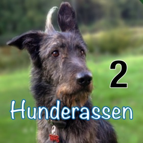 螢幕擷取畫面 (5) Hunderassen aus aller Welt