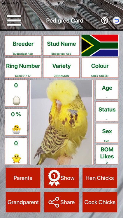 Budgerigar