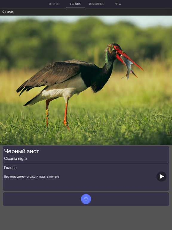 Экогид - Голоса птиц iPad screenshot 6 - Reference app