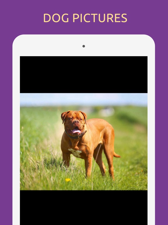 Screenshot #6 pour Dog Breeds Quiz Test Game