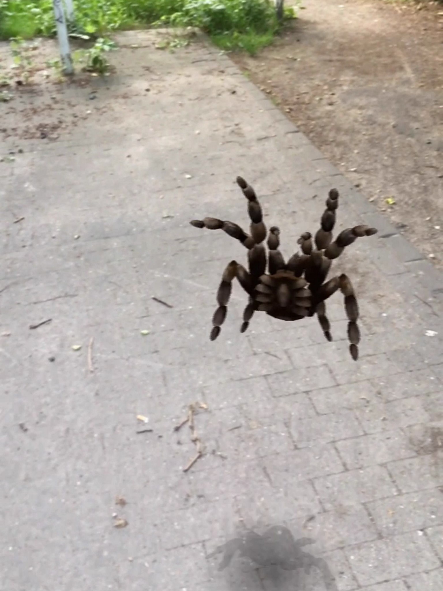 AR Spiders screenshot 4