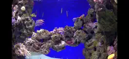 Game screenshot Aquarium Videos 4K apk