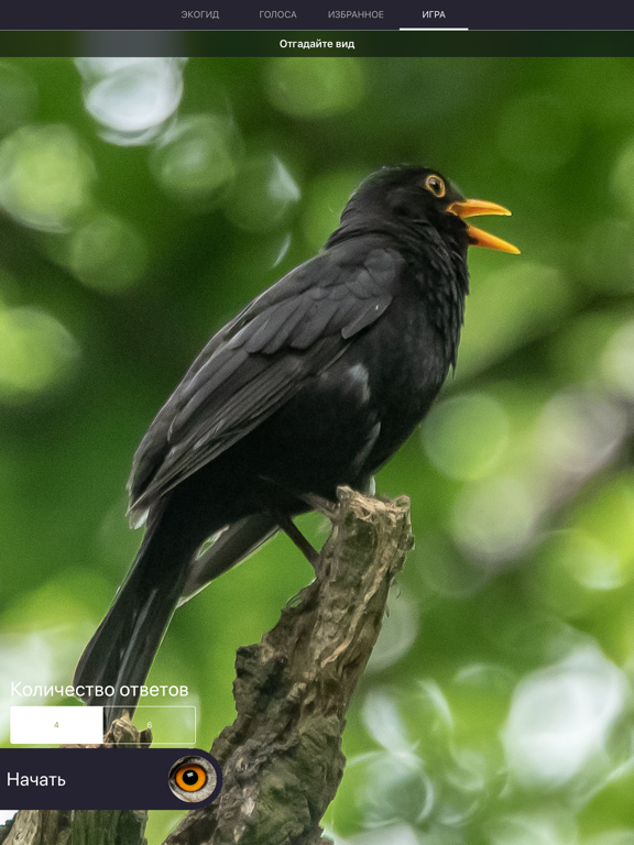 Экогид - Голоса птиц iPad screenshot 4 - Reference app