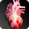 Icon Circulatory System 3D Anatomy