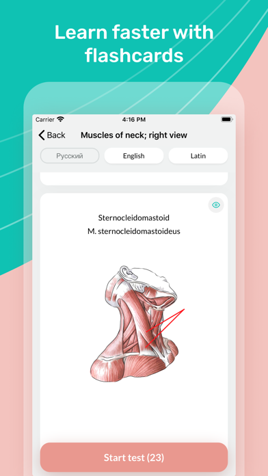 Easy Anatomy. Atlas learning Screenshot