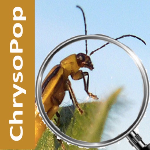 Chrysopop icon