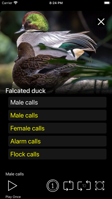 Bird Decoys - European Birds Screenshot