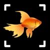 Fish Identifier: Fish Breed ID icon