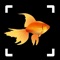 Icon Fish Identifier: Fish Breed ID
