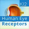 Human Eye Receptors problems & troubleshooting and solutions